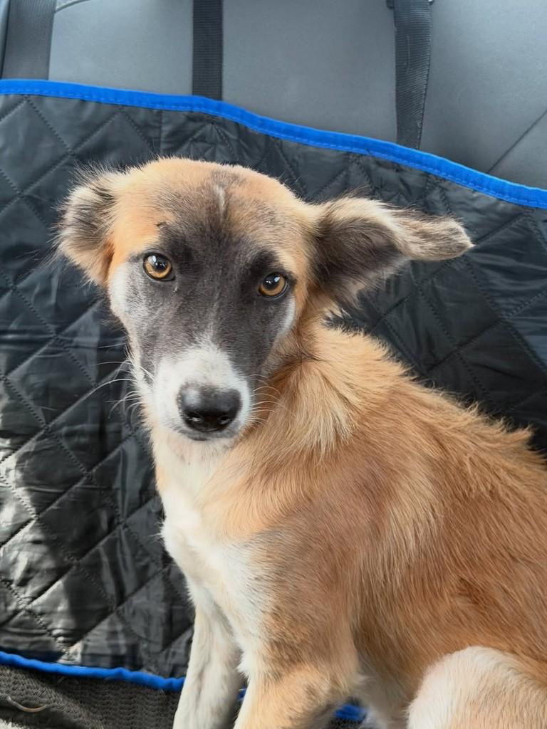 Lola, cadela de porte pequeno para adoção em Fortaleza - CE — foto 2 de 5
