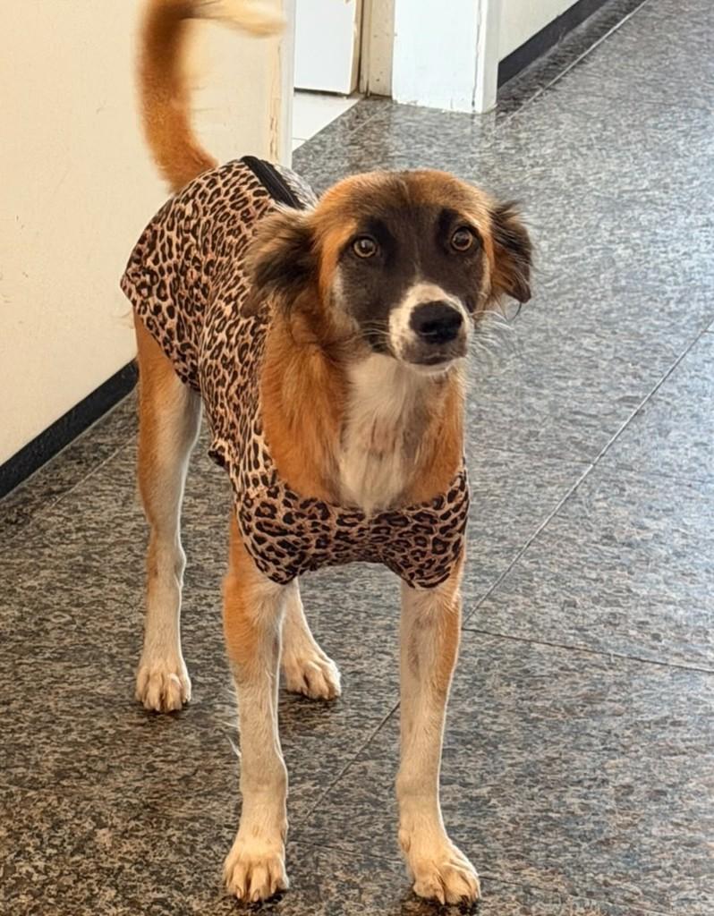 Lola, cadela de porte pequeno para adoção em Fortaleza - CE — foto 3 de 5