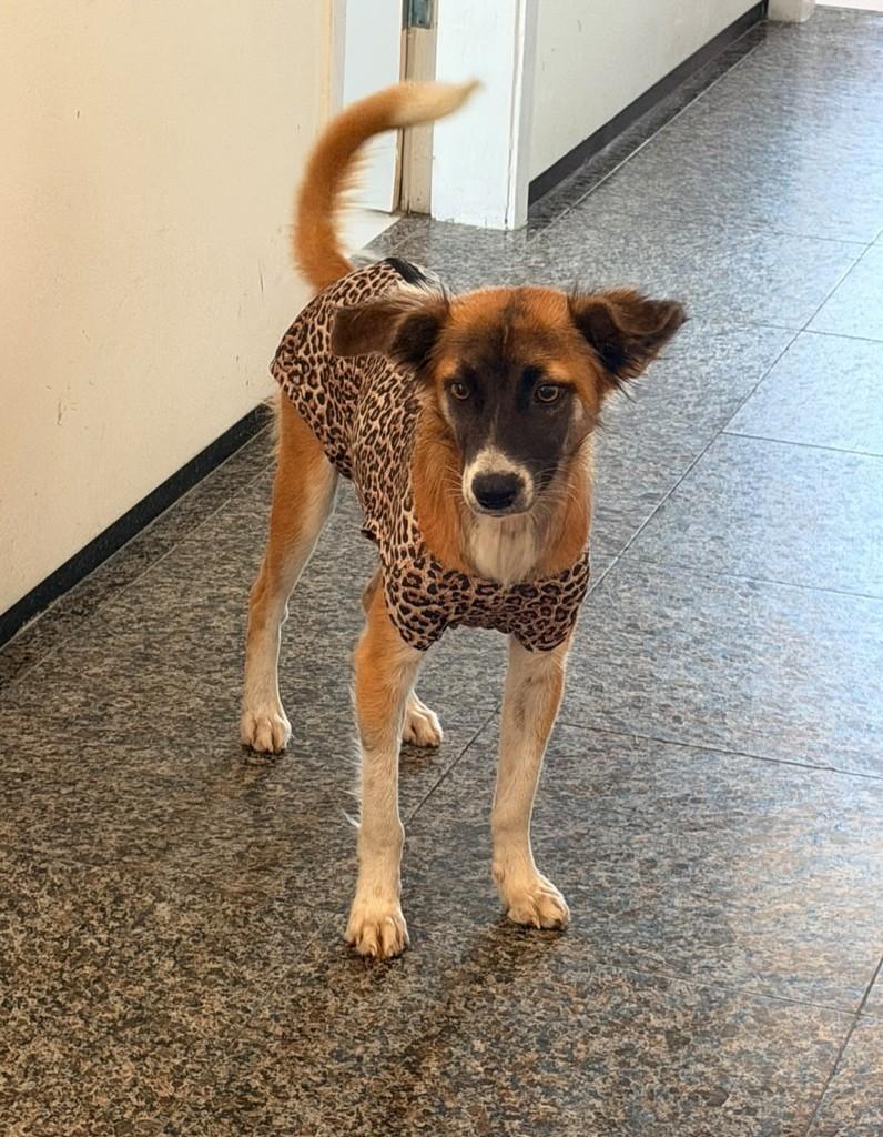 Lola, cadela de porte pequeno para adoção em Fortaleza - CE — foto 4 de 5