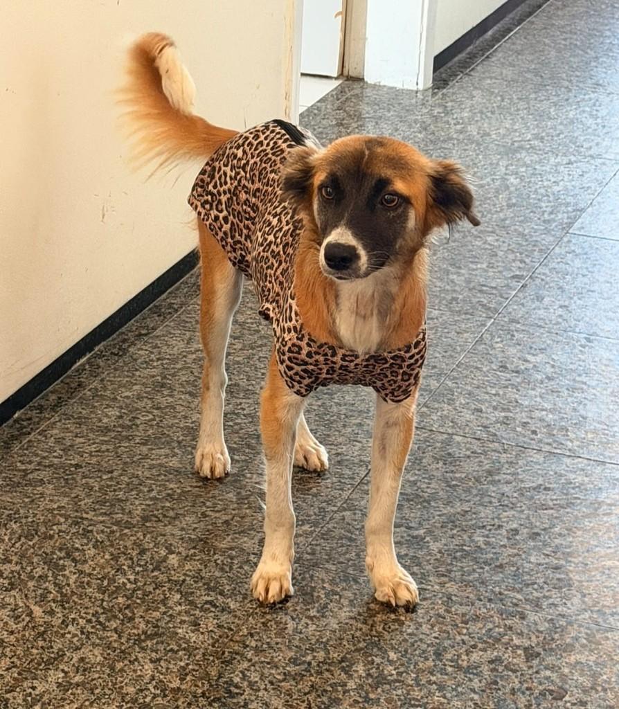 Lola, cadela de porte pequeno para adoção em Fortaleza - CE — foto 5 de 5