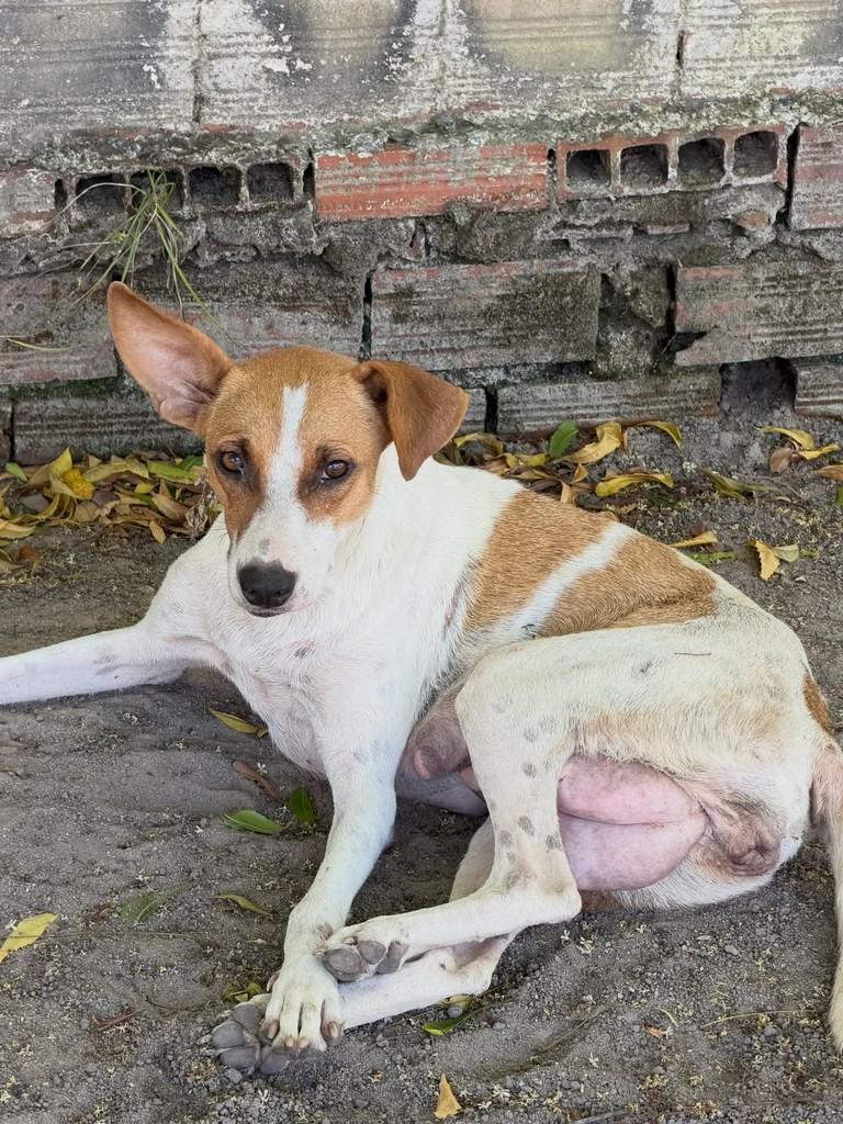 Esmeralda, cadela de porte pequeno para adoção em Fortaleza - CE