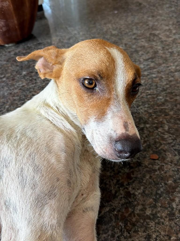 Esmeralda, cadela de porte pequeno para adoção em Fortaleza - CE — foto 4 de 5