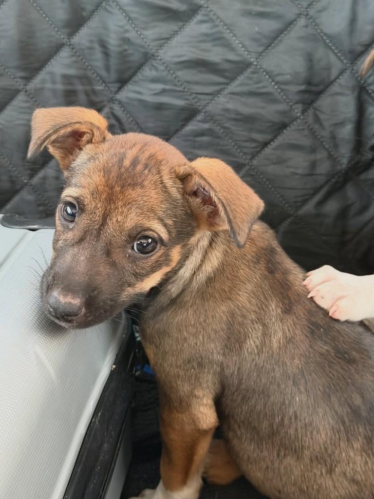 Joaquina, cachorro de porte pequeno para adoção em Fortaleza - CE