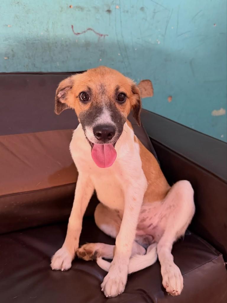 Joana, cadela de porte pequeno para adoção em Fortaleza - CE — foto 2 de 5