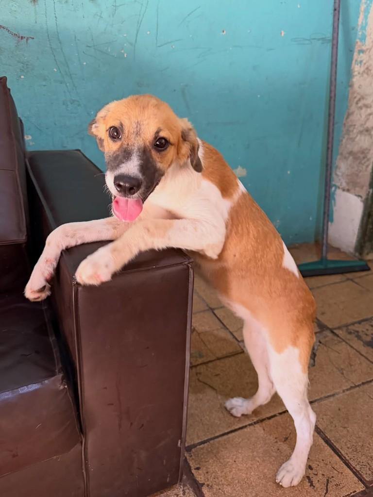 Joana, cadela de porte pequeno para adoção em Fortaleza - CE — foto 3 de 5