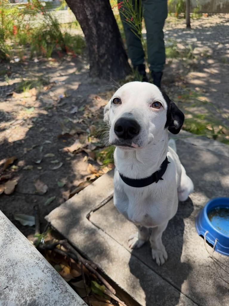 Piratinha, cachorro de porte pequeno para adoção em Fortaleza - CE