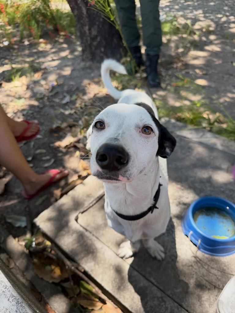 Piratinha, cachorro de porte pequeno para adoção em Fortaleza - CE — foto 2 de 3