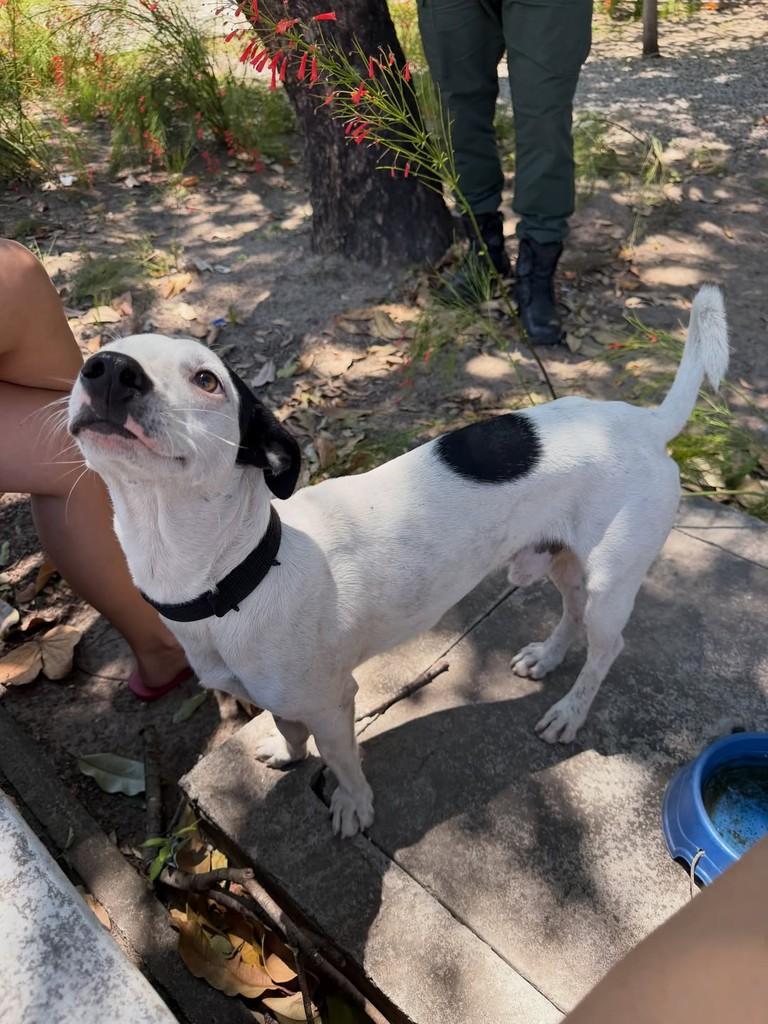 Piratinha, cachorro de porte pequeno para adoção em Fortaleza - CE — foto 3 de 3