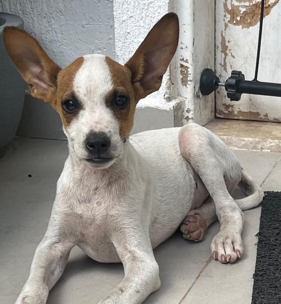 Bambi, cachorro de porte pequeno para adoção em Fortaleza - CE