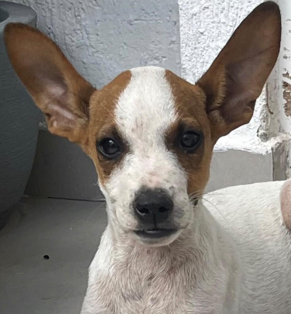 Bambi, cachorro de porte pequeno para adoção em Fortaleza - CE — foto 2 de 4