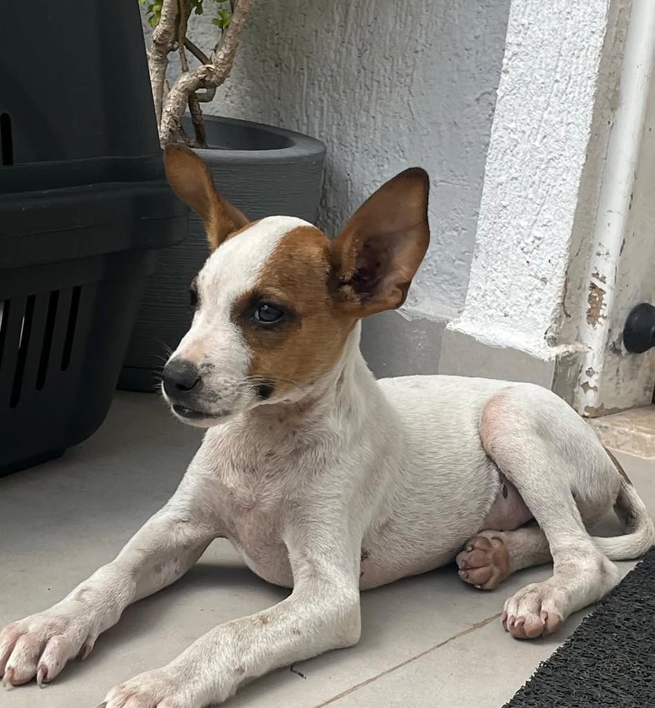 Bambi, cachorro de porte pequeno para adoção em Fortaleza - CE — foto 3 de 4