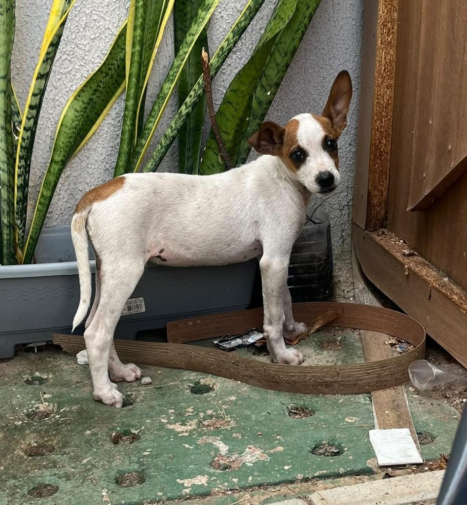 Bambi, cachorro de porte pequeno para adoção em Fortaleza - CE — foto 4 de 4