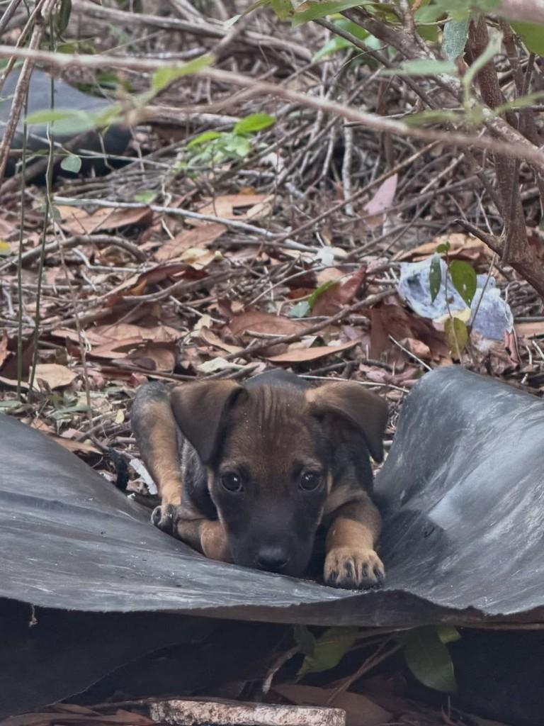 Judite, cadela de porte pequeno para adoção em Fortaleza - CE