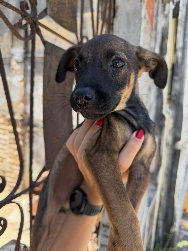 Judite, cadela de porte pequeno para adoção em Fortaleza - CE — foto 2 de 2