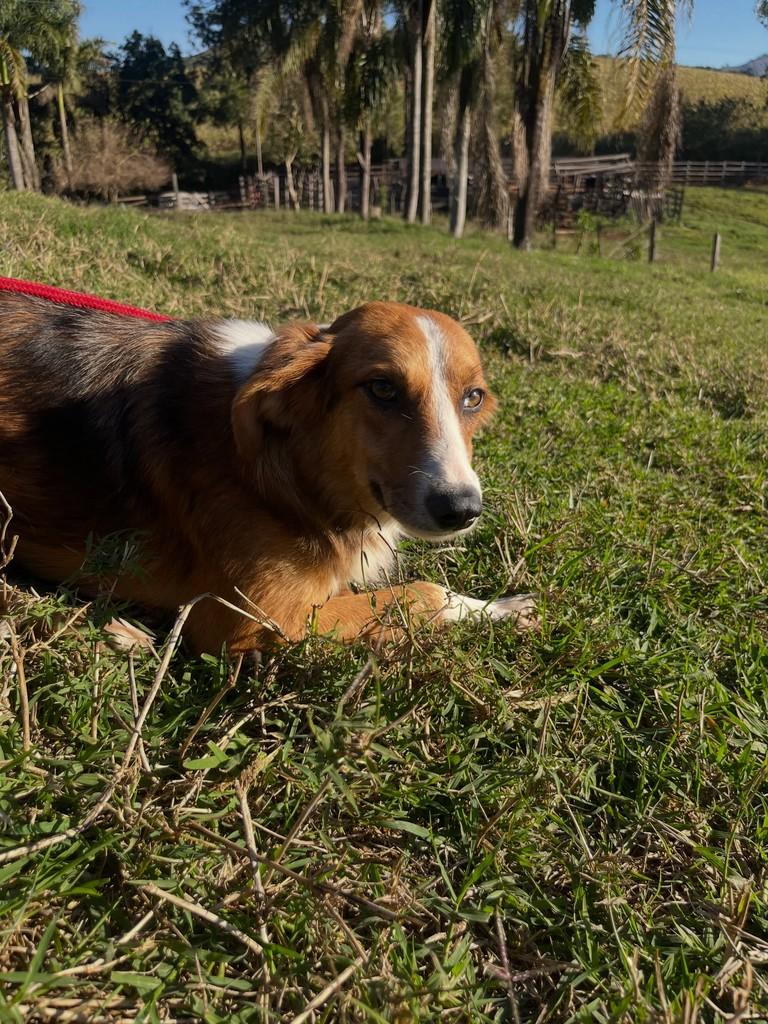Fred, cachorro de porte pequeno para adoção em Poço Fundo - MG