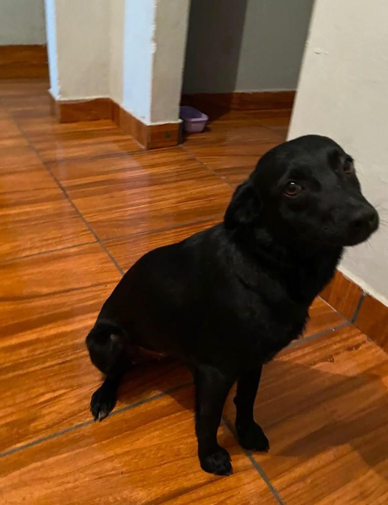Fofinha, cachorro de porte médio para adoção em Poço Fundo - MG
