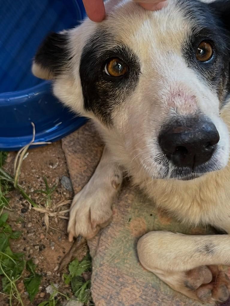 Pirata, cachorro de porte médio para adoção em Poço Fundo - MG
