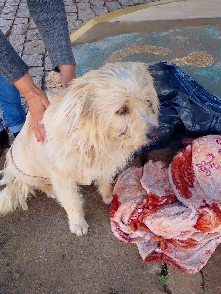 Farofa, cachorro de porte médio para adoção em Poço Fundo - MG
