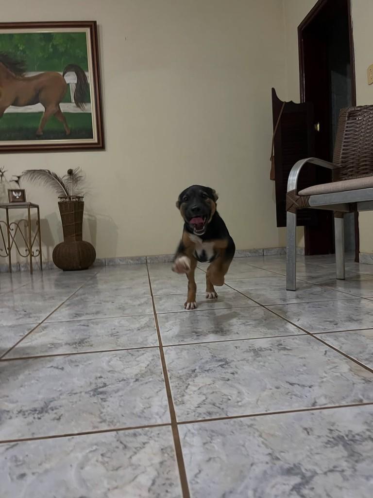 Preta, cadela de porte grande para adoção em Poço Fundo - MG