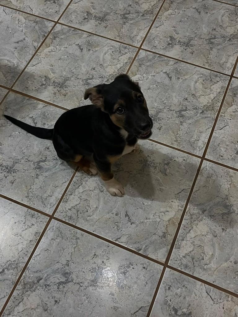 Preta, cadela de porte grande para adoção em Poço Fundo - MG — foto 2 de 2