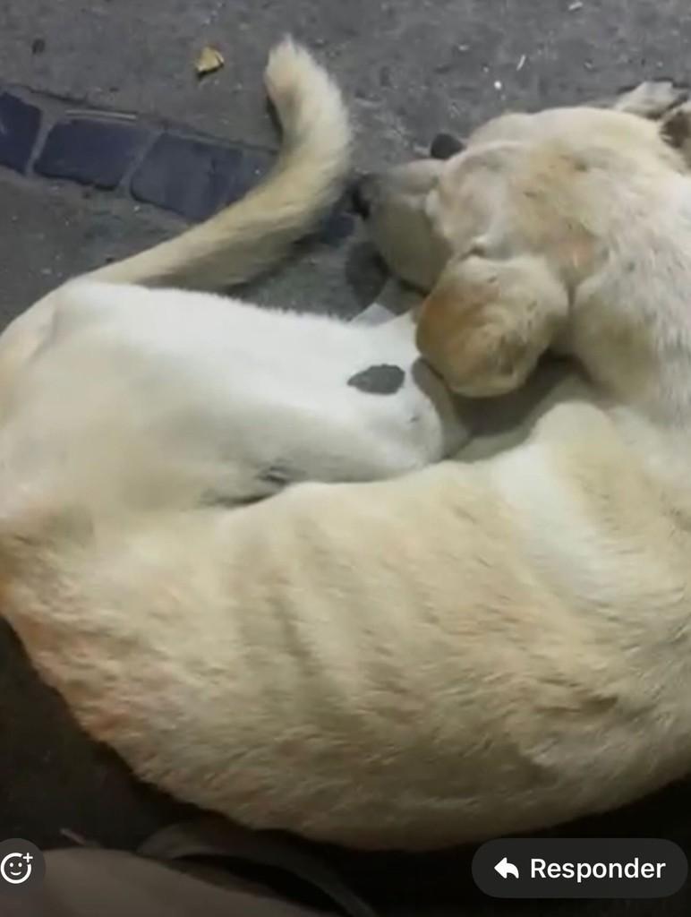 Magrelo, cachorro de porte médio para adoção em Arraial do Cabo - RJ