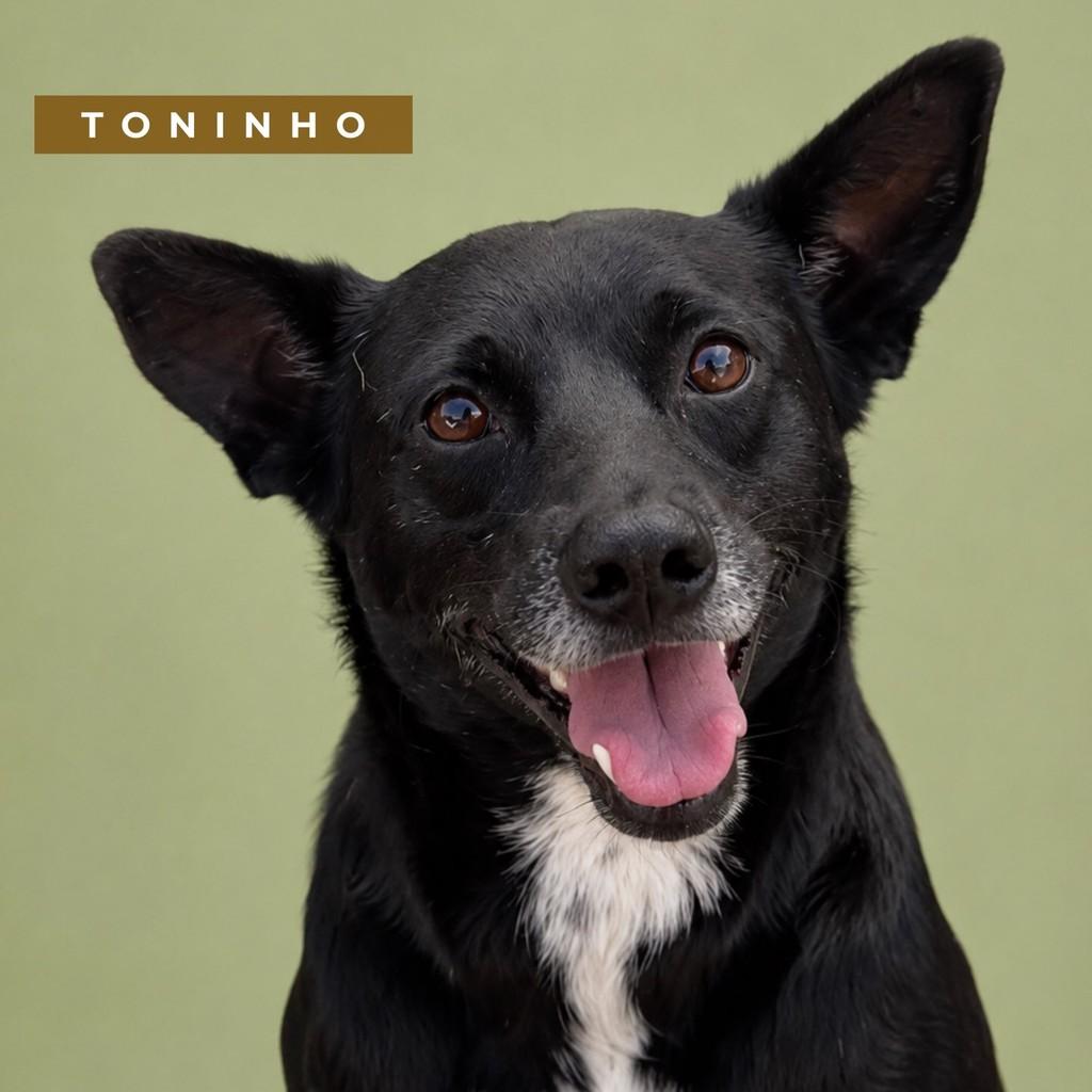 Toninho, cachorro de porte pequeno para adoção em Arraial do Cabo - RJ