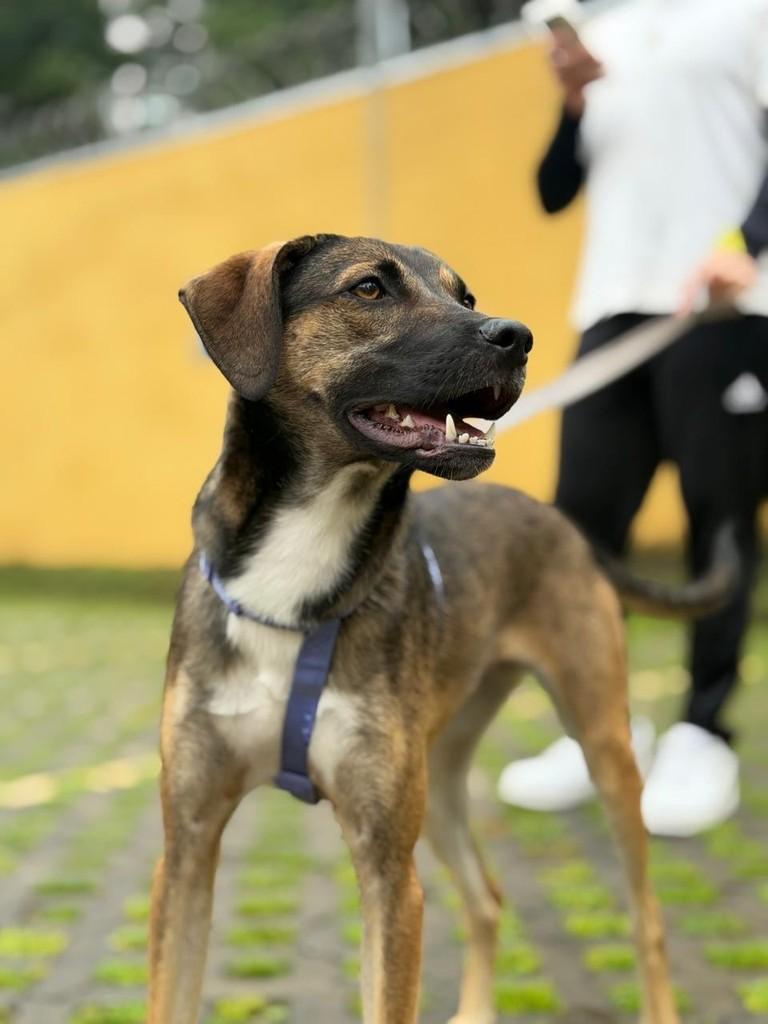 Jill, cadela de porte médio para adoção em São Paulo - SP