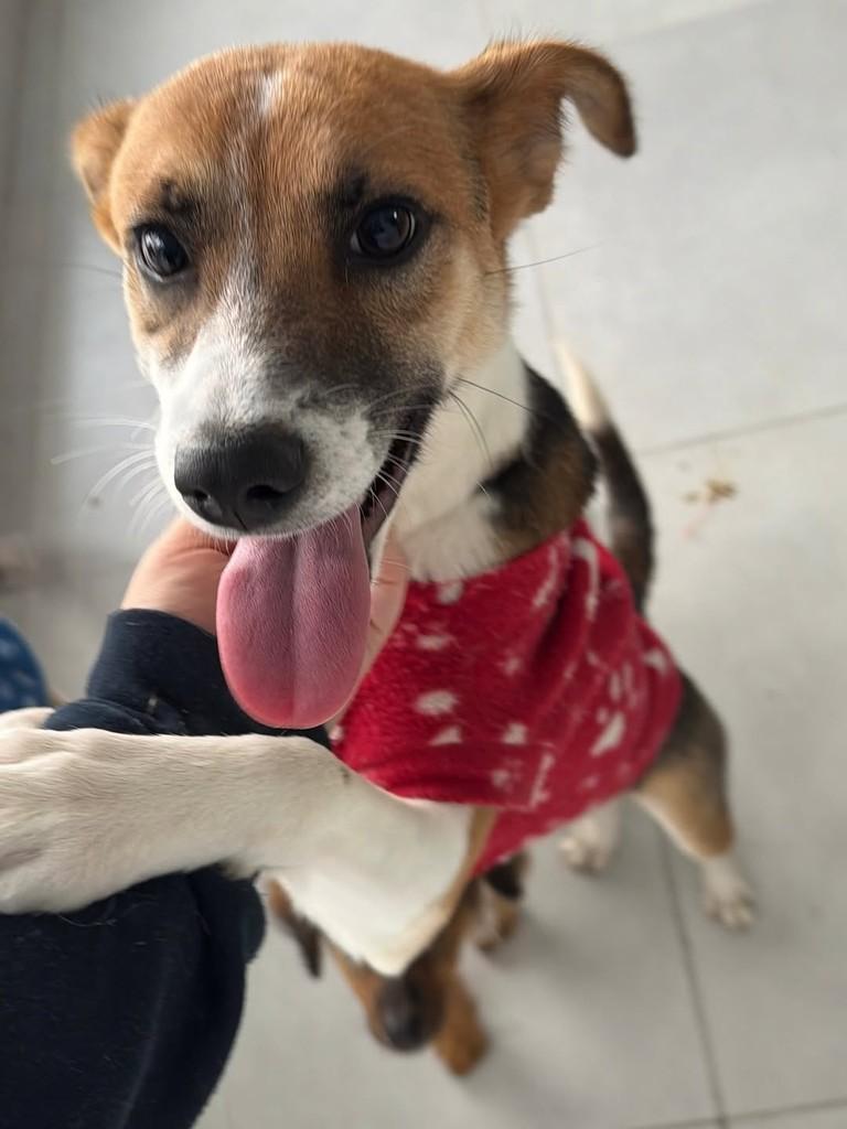 Celina, cadela de porte pequeno para adoção em São Paulo - SP