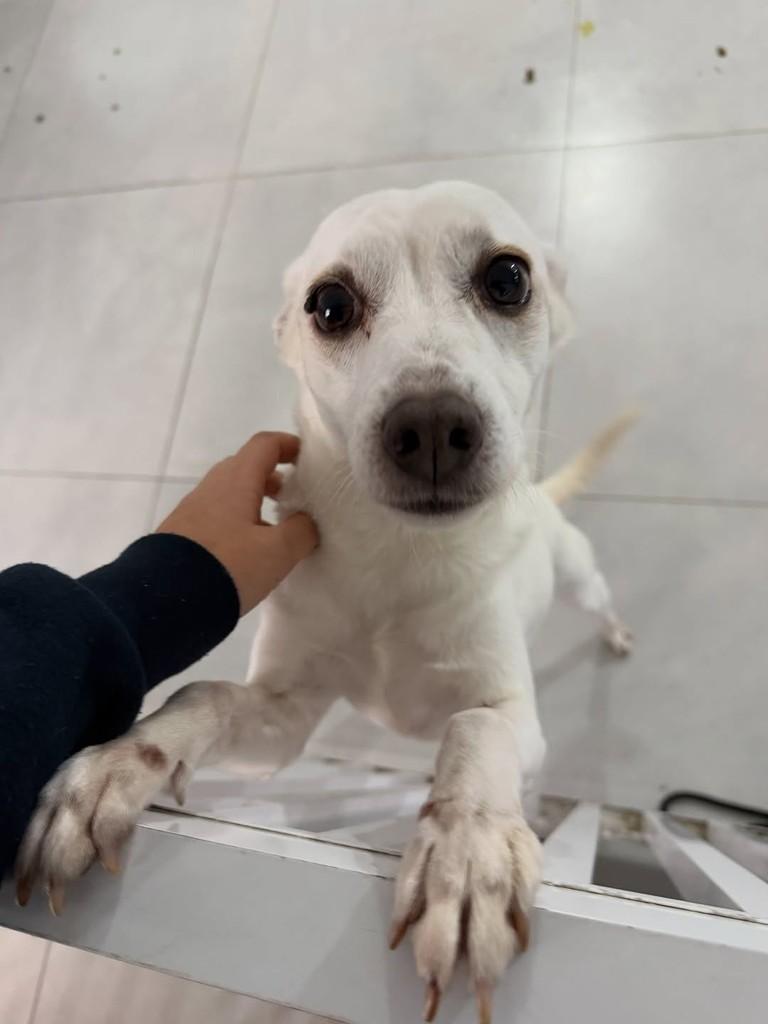 Clarinha, cadela de porte pequeno para adoção em São Paulo - SP