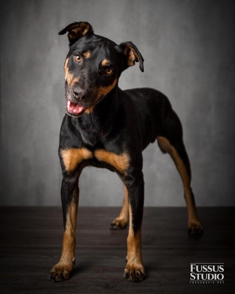 Átila, cachorro de porte médio para adoção em São Paulo - SP