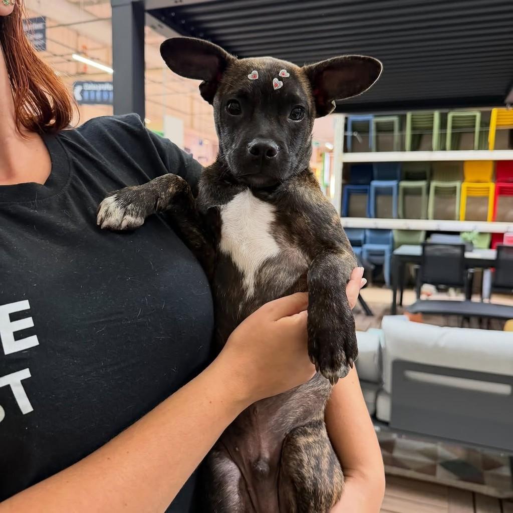 Tom, cachorro de porte médio para adoção em São Paulo - SP