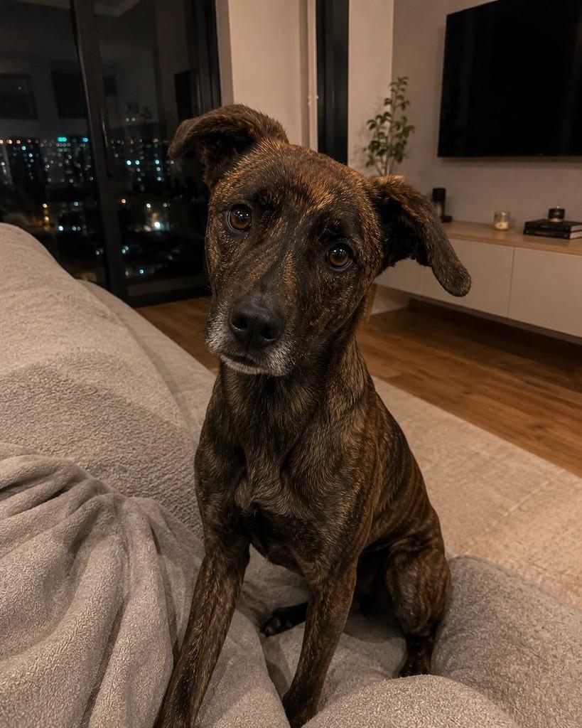 Poke, cachorro de porte médio para adoção em São Paulo - SP