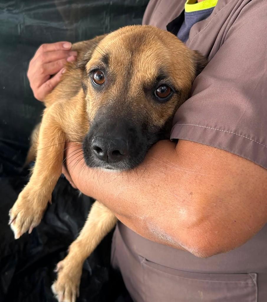 Paçoca, cachorro de porte pequeno para adoção em São Paulo - SP