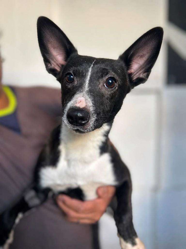 Lulu, cachorro de porte pequeno para adoção em São Paulo - SP