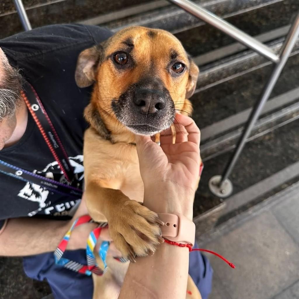 Pitoco, cachorro de porte pequeno para adoção em São Paulo - SP