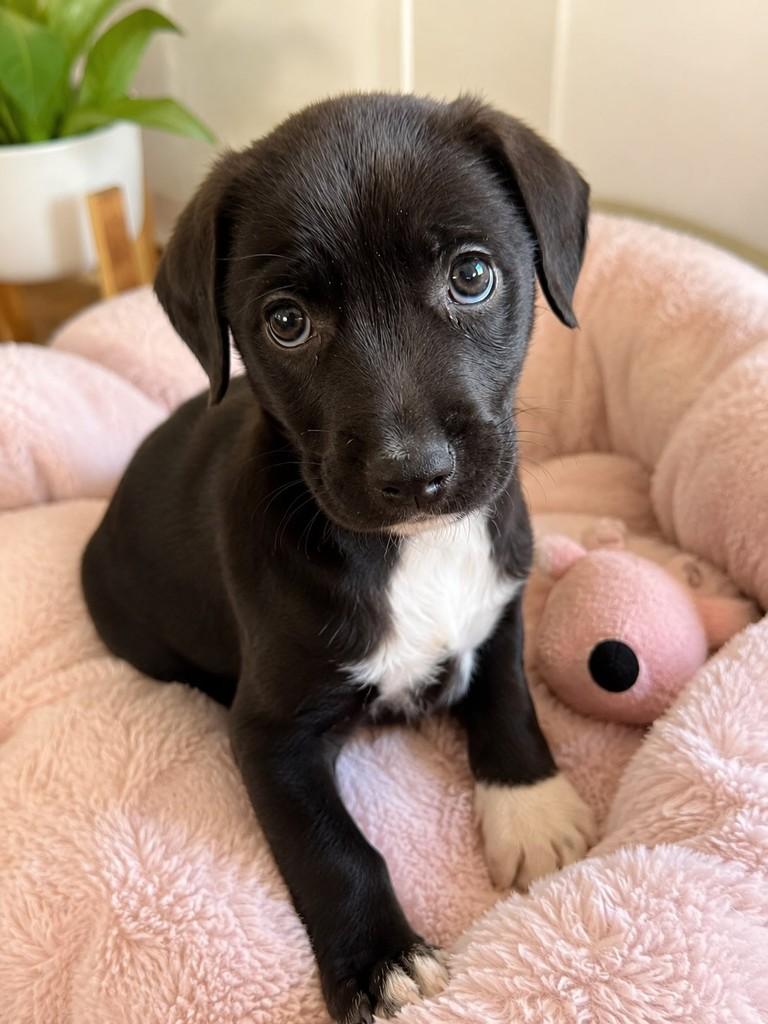 Maria Antônia, cachorro de porte médio para adoção em São Paulo - SP