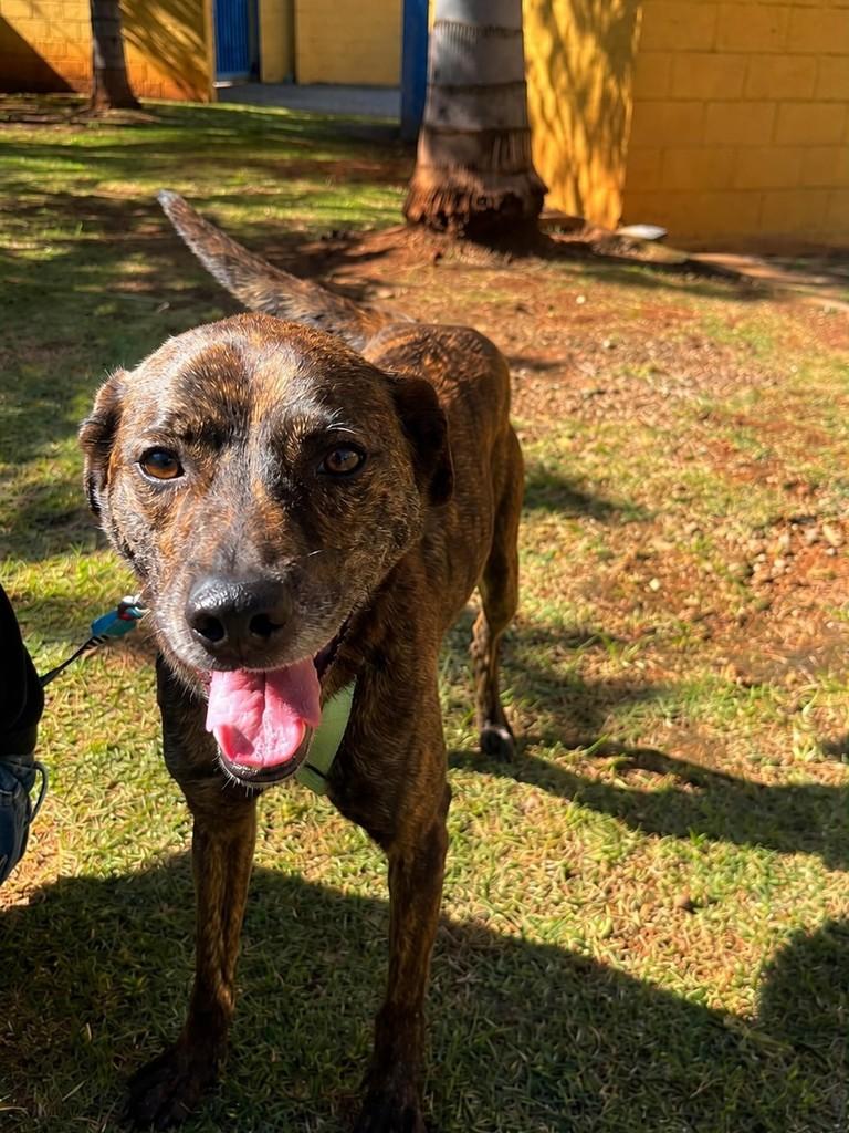 Pock, cachorro de porte médio para adoção em São Paulo - SP