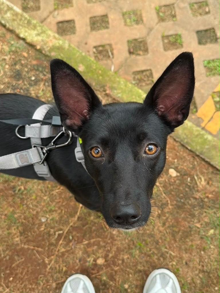 Penélope, cadela de porte pequeno para adoção em São Paulo - SP