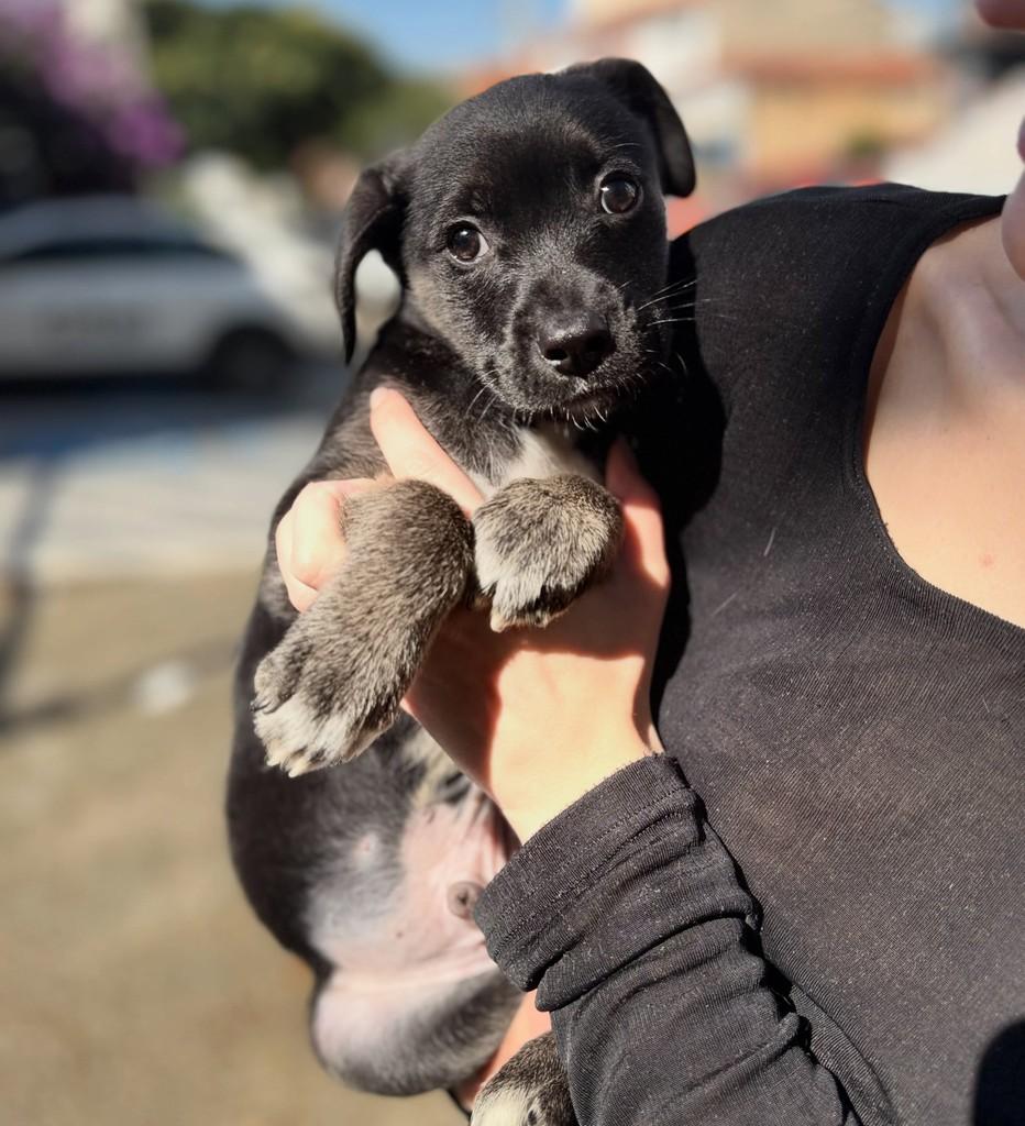 Milho, cachorro de porte médio para adoção em São Paulo - SP