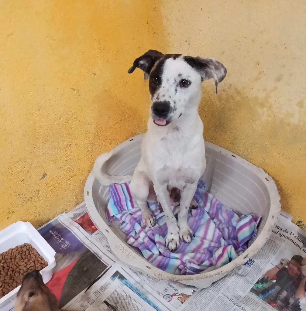 Carmela, cadela de porte pequeno para adoção em São Paulo - SP