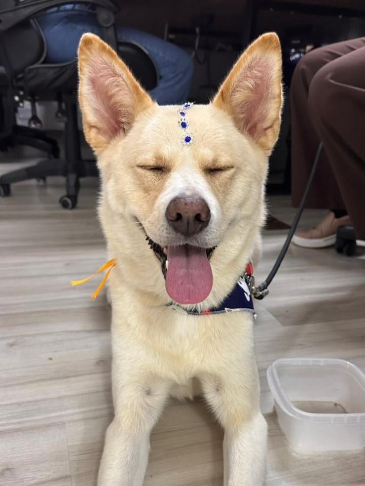 Yumi, cachorro de porte grande para adoção em São Paulo - SP
