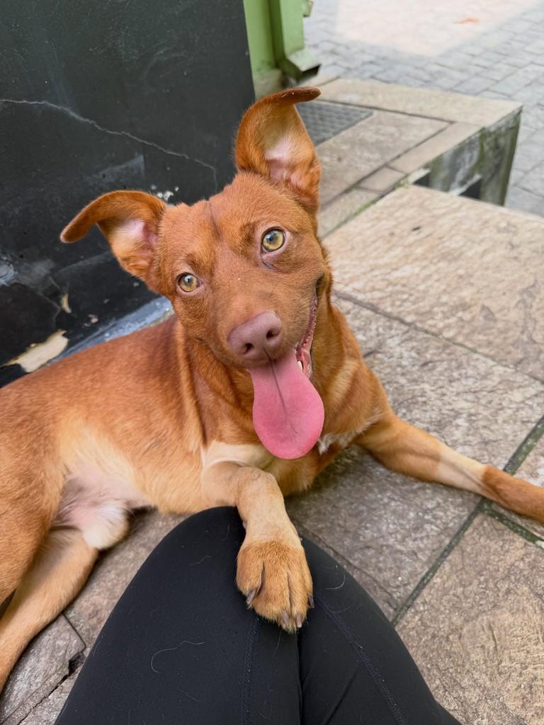 Tody, cachorro de porte médio para adoção em São Paulo - SP
