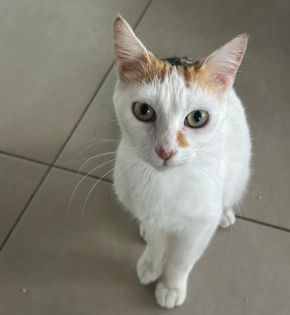 Babi, gata para adoção em São Paulo - SP