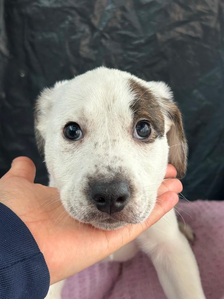 Elvis, cachorro de porte médio para adoção em São Paulo - SP