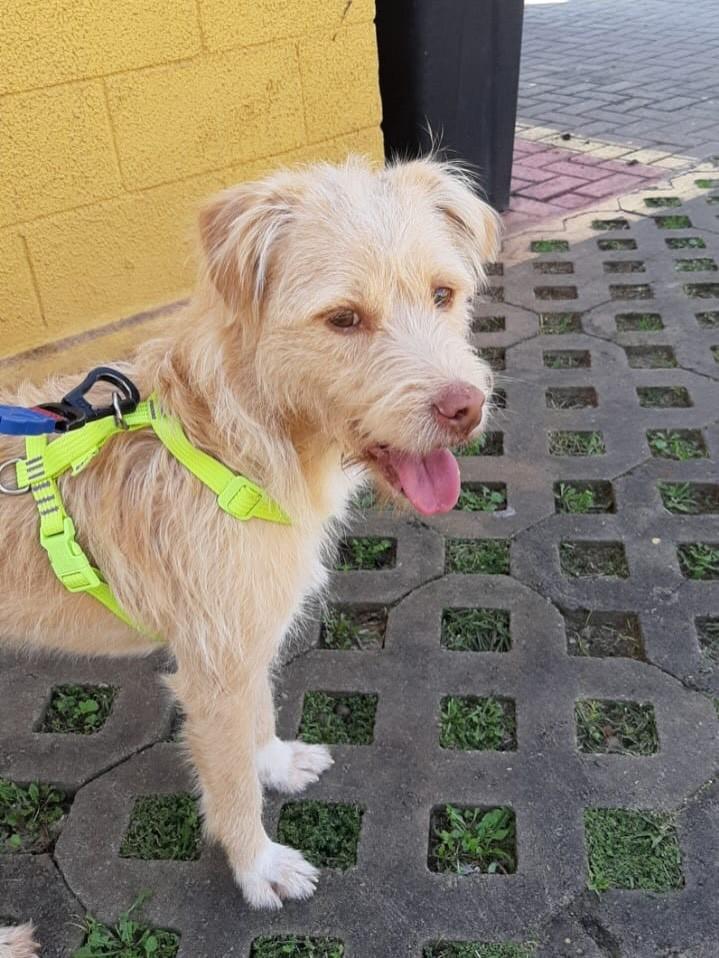 Manga, cachorro de porte pequeno para adoção em São Paulo - SP