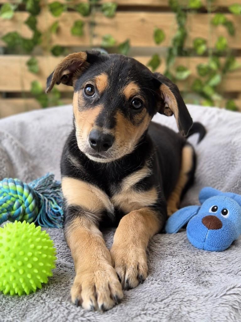 Pão de Mel, cachorro de porte médio para adoção em São Paulo - SP