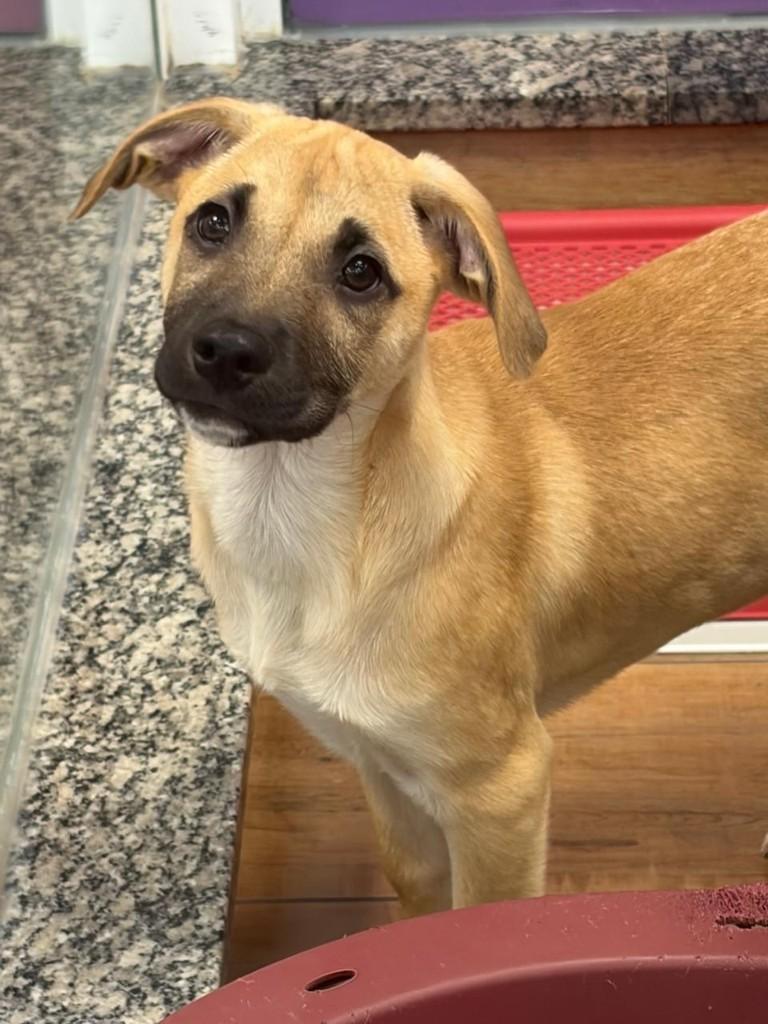 Dean, cachorro de porte médio para adoção em São Paulo - SP