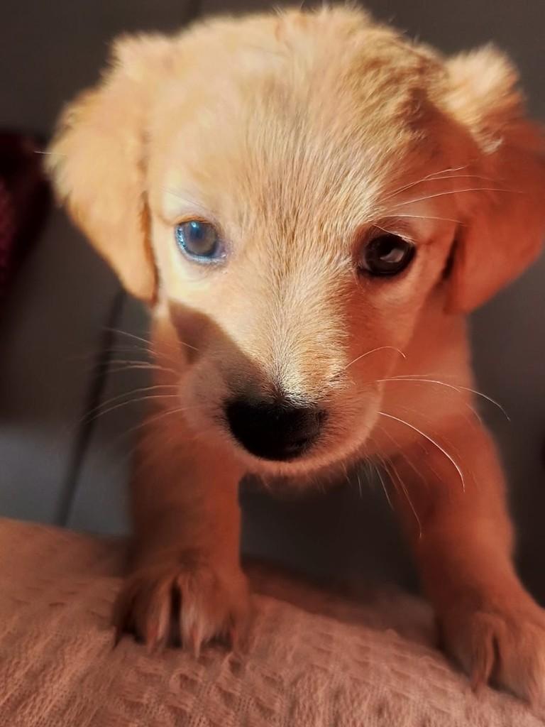 Noah, cachorro de porte pequeno para adoção em São Paulo - SP