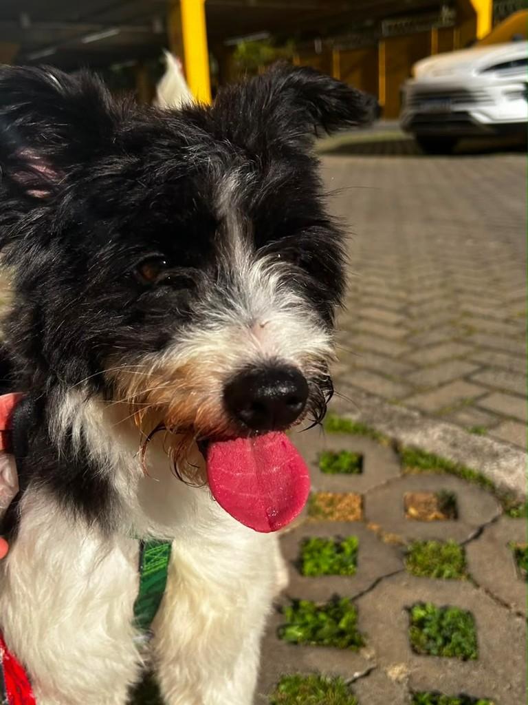 Dine, cadela de porte médio para adoção em São Paulo - SP