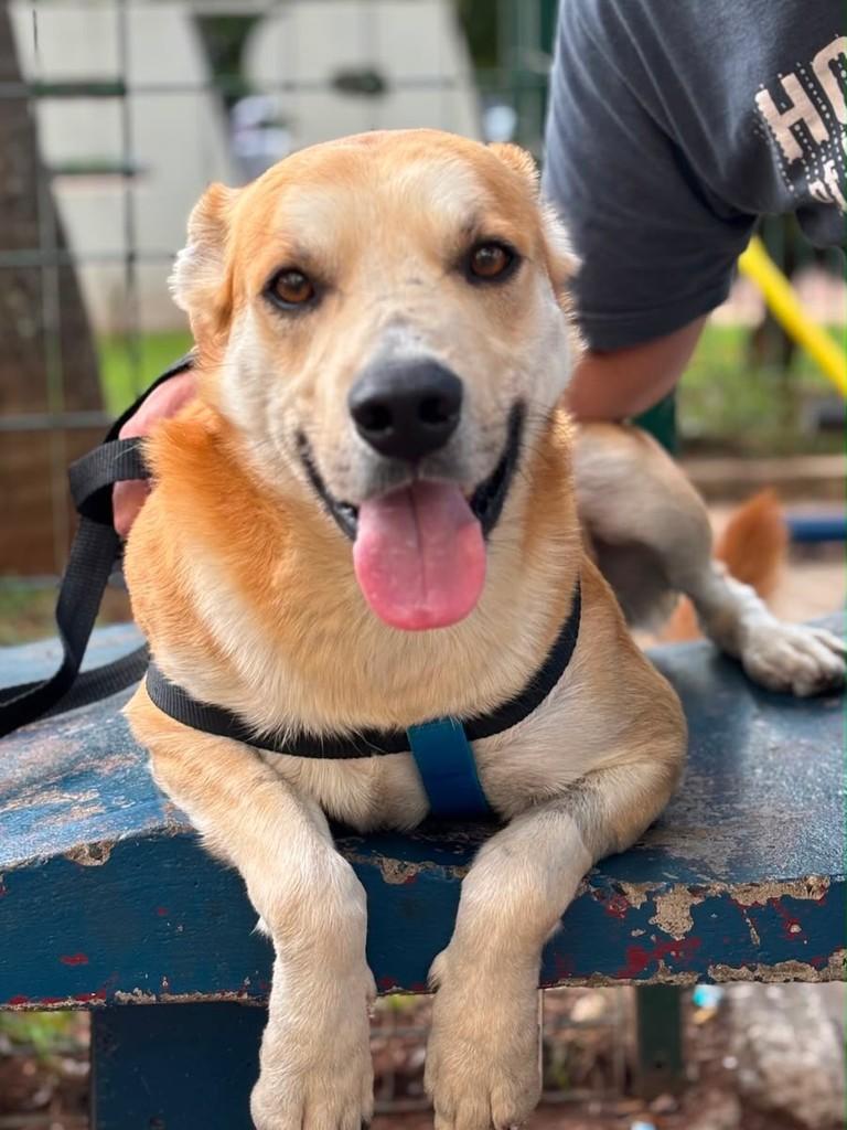 Chefão, cachorro de porte médio para adoção em São Paulo - SP